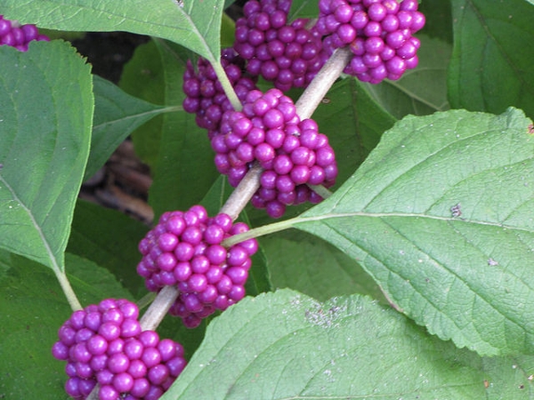 Callicarpa americana branch with berries 